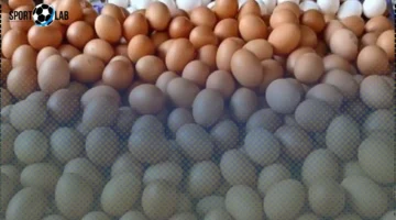 انخفاض سعر البيض في كفر الشيخ يتراجع إلى 120 جنيهاً لـ30 بيضة السبت